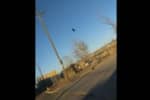 Пользователей сети озадачила птица, неподвижно застывшая в небе