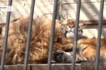 Коронавирус в Запорожье: из-за карантина животные в реабилитационном центре нуждаются в помощи