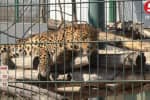 Из-за коронавируса могут закрыться частные зоопарки  – животных придется раздать или усыпить