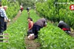 Европа – ждет, Украина – не отпускает: почему украинцы не могут попасть на работу за границу