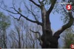 1100-річне дерево на Черкащині: як арбористи доглядають за легендарним дубом