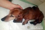 В Запорожье будут судить мужчину, который выбросил собаку в окно