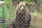 Во Львовской области медведи проходят реабилитацию в приюте после убийственных условий содержания – подробности