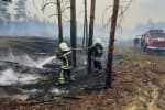 В Луганской области, где масштабный пожар уничтожил лес, волонтеры высадили молодые саженцы