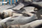У Дніпро запустили понад 3 тони риби та очистили дно – відео