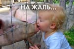 Химерні коаліції заклятих друзів та заклятих ворогів – "Час Ч"