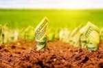 Право видобувати золото в Україні продали громадянину Туреччини – результати аукціону