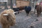 Шотландские кучерявые, молчуны из Непала, малыши из Ирландии: как в экопарке Харькова уживаются 5 видов быков