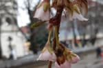 "У Мукачеві "лютує" зима": на Закарпатті зацвіла сакура