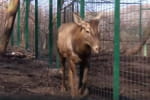 Мог стать легкой добычей браконьеров – как в Краматорске спасли благородного оленя