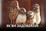 Хлібом-сіллю чи "Джавелінами": з якими настроями живуть на прифронтових землях – "Час Ч"