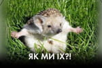 Чому Шойгу злякався Єрмака та політична імпотенція "чемпіонів" – "Час Ч + Афтепаті на хаті"