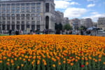 В честь Героев Небесной Сотни: в столице расцвело 100 тысяч тюльпанов – фотогалерея