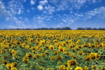 В Україні зафіксовано рекордний урожай соняшника