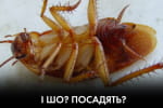 Весенние "маски-шоу" у Тупицкого и Кличко – "Час Ч"