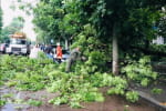 У Житомирі з численними травмами госпіталізували чоловіка, на якого впало дерево