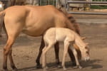 Поповнення в Одеському зоопарку – народилося дитинча коней Пржевальського
