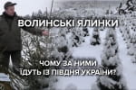Пухнасті і запашні: чим особливі волинські ялинки і як їх вирощують