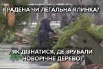 Крадена чи легальна: журналісти на ринку Дніпра з'ясовували, як перевірити походження ялинки