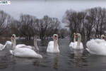Лебеді помирають від хліба: доглядачі пояснили, як правильно підгодовувати птахів