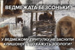 В притулку "Домажир" не всі ведмеді впали в зимову сплячку: яка причина та як це впливає на тварин – сюжет