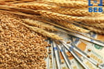 Масштабна корупційна  схема на експорті зерна: збитки оцінюють у 5,2 млрд – БЕБ
