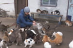 Из Донецкой области удалось спасти почти сотню животных – куда волонтеры перевезли пушистиков
