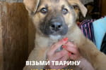 Кішка з Донеччини, цуценя з Чорнобаївки та інші: волонтери UAnimals віддають врятованих тварин не лише з Херсонщини