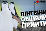 Как уживаются полярники и пингвины: онлайн-экскурсия по станции "Академик Вернадский" – трансляция