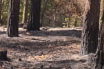 Через тривалу посуху та високі температури ліс може спалахнути від іскри: як борються з загрозою пожеж на Черкащині