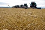 Аграрний сектор України функціонує лише на 50% потужності – міністр