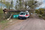 Негода в Україні: через падіння дерев травмовані двоє дітей (фото, відео)