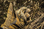 На Харківщині ворог б'є по пшеничних полях