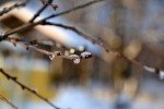 Лютий не лютує: в Україні тиждень почнеться з тепла, на заході до +15