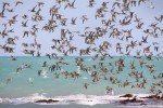 У штаті Нью-Йорк вимикатимуть освітлення заради птахів