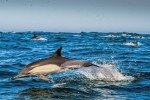 Навчені ВМС США дельфіни врятують вимираючих морських свиней