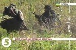 Терористи 42 рази обстріляли позиції бійців ООС минулої доби