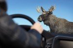 Мінекології дозволило полювання на лося