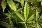 В Херсонской области полиция обнаружила рекордный посев конопли стоимостью более 300 млн грн