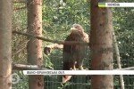 Врятувати хижака: Унікальний центр реабілітації тварин рятує двох червонокнижних птахів