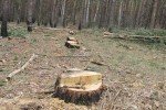 Через вирубування лісу в Україні червонокнижні тварини і рослини на межі вимирання – WWF