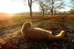 "Бабье лето": украинцам советуют еще не доставать теплые вещи и зонтики