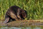 Спасение бобров во Львовской области: спасатели вытащили животных из канализации