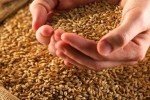 Україна у 2019 році стала головним експортером пшениці до Європейського Союзу