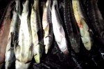 На Херсонщині браконьєри наловили осетрової риби на суму в понад 2 мільйони гривень