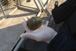 В центрі Києва затримали хлопця із бойовою гранатою