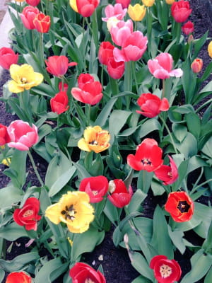 Фестиваль тюльпанів у американському штаті Вашингтон