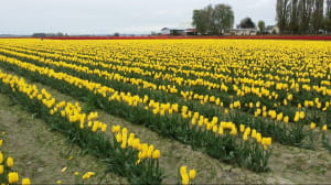 Фестиваль тюльпанів у американському штаті Вашингтон