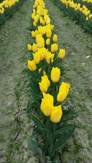 Фестиваль тюльпанів у американському штаті Вашингтон