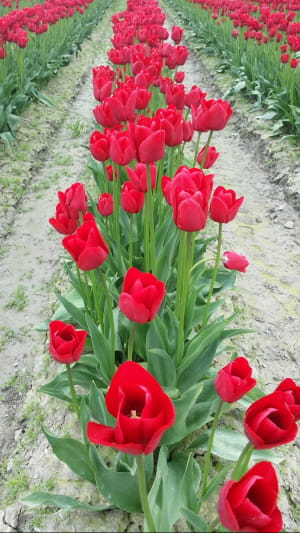 Фестиваль тюльпанів у американському штаті Вашингтон